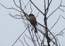 Bull-headed Shrike.jpg