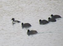 Common Coots 1.jpg
