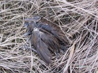 Eastern Water Rail.jpg