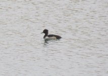 Tufted Duck.jpg