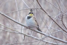 Yellow-throated Bunting.jpg