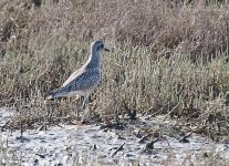 _MG_0811plover.jpg