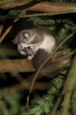 2011_Edible_Dormouse2.jpg