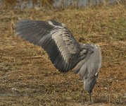 grey heron groom V1 VA3_DSC6135.jpg