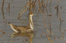 pheasant tailed jacana V1 VA3 1860mm_DSC5898.jpg