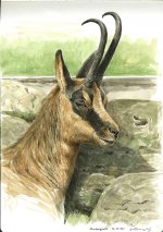 Abruzzo chamois study.jpg