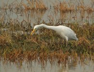 intermediate egret  V1 VA3DSCN0618.jpg