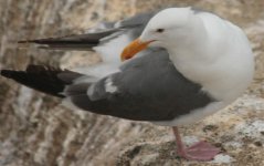 gull preening_8041.jpg