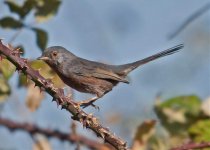 Warbler Dartford (sylivia undata) 1LQ  Foia Algarve 131011LQ.jpg