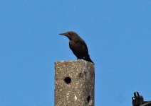 Blue Rock Thrush Foia 131011 LQ.jpg