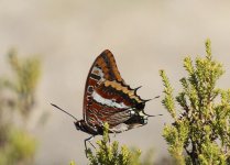 Two Tailed Pasha Foia 131011 LQ.jpg