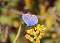 Common Blue, Foia 091011.jpg