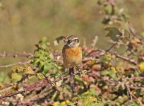 Stonechat Foia Oct 2011.jpg