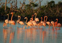 Flamingos 13c.jpg