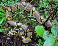 Mandarin Rat Snake.jpg