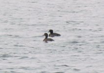 Greater Scaup.jpg