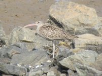 Far Eastern Curlew.jpg