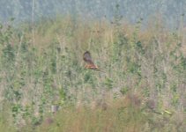 Eastern Marsh Harrier.jpg