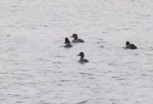 Scaup 2.jpg