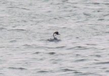 Smew.jpg