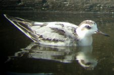 grey phal 2.jpg