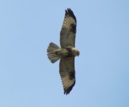 Common Buzzard.jpg