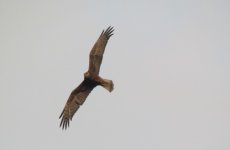 Eastern Marsh Harrier.jpg