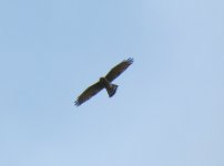 Grey-faced Buzzard.jpg