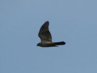 Northern Goshawk.jpg