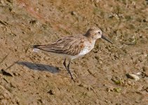 z Wader  1 quinta do lago 161011.jpg