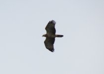 Oriental Honey Buzzard 2.jpg