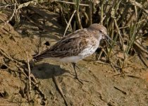 z Wader  2 quinta do lago 161011.jpg