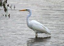 GWE1.jpg