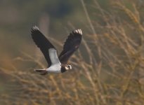 Lapwing fly.jpg