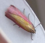 Oncocera semirubella 2 Sep.jpg