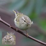 Yellow-browed Warbler imm 1 .jpg