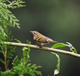 Yellow-browed Warbler.jpg