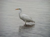 Great White Egret 261111.jpg