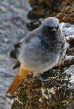 Autumn_black-redstart1.jpg