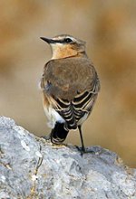 Autumn_wheatear1.jpg