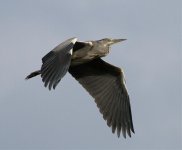 Grey-Heron-IMG_2371.jpg