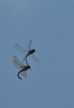 Web Migrant Hawkers.jpg