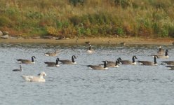 Web Greylag.jpg