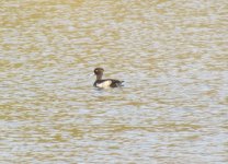 Tufted Duck 2.jpg