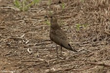 pratincole.jpg