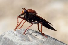 Robber Fly (3)-copy.jpg