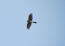 Eurasian Sparrowhawk.jpg