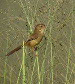 plain prinia sx40hs IMG_0319.jpg