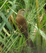 reed warbler sx40hs IMG_0813.jpg