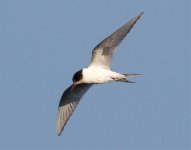 Artic-Tern-IMG_1025.jpg